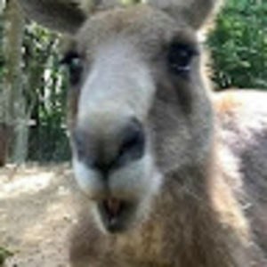 Meet your Posher, Kyla